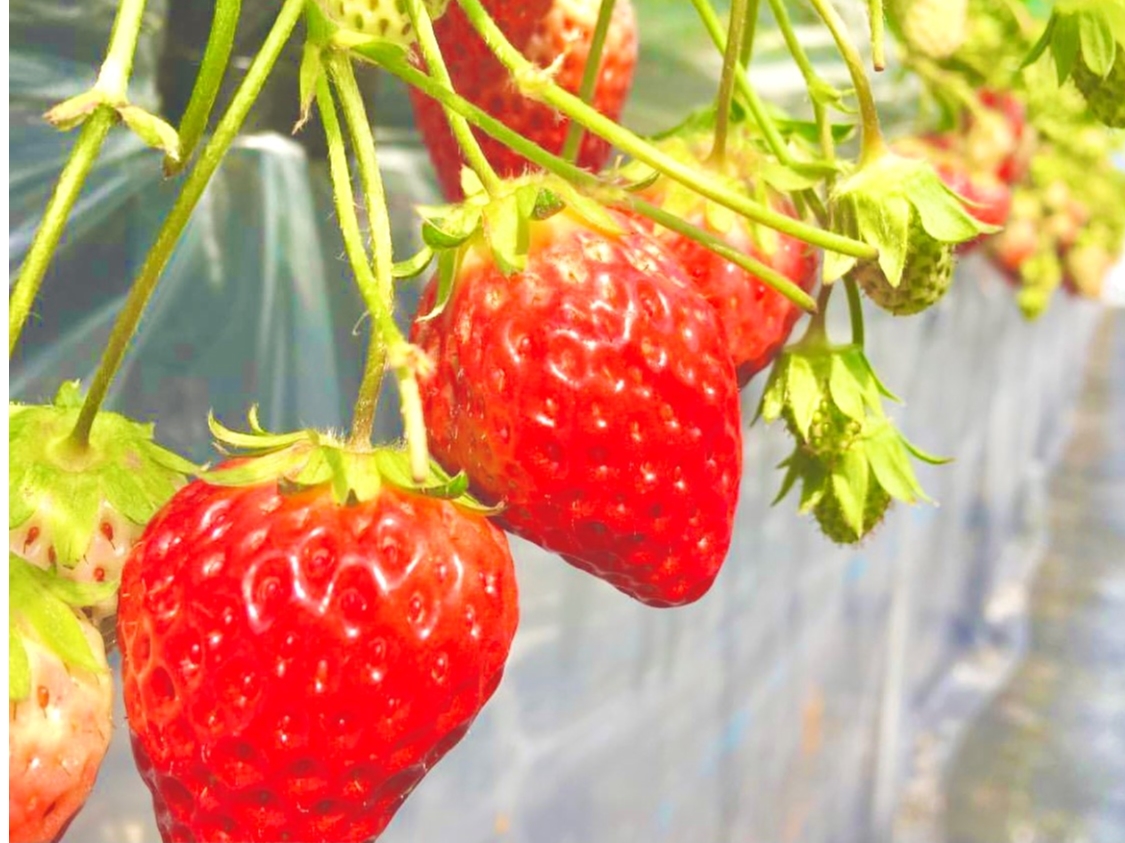【福井・若狭×いちご狩り】いちご3種食べ比べ♪高設栽培・床面シート張りで清潔にお...
