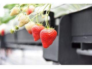 甘味・酸味・風味のそろったよつぼし♪