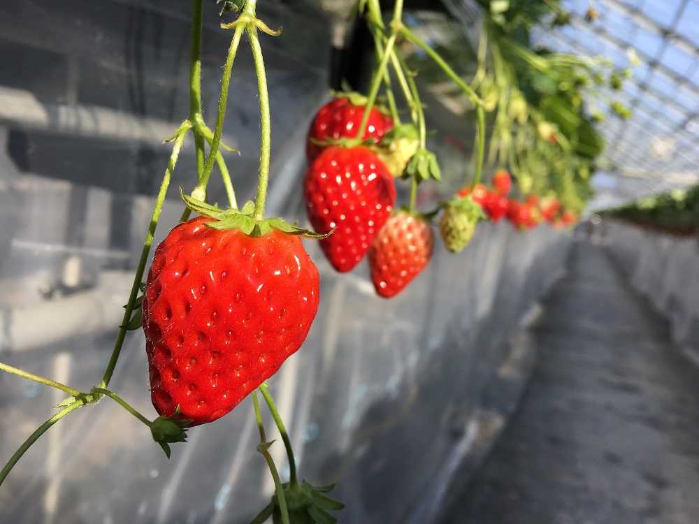 �Â��������̂����Ђ߁�