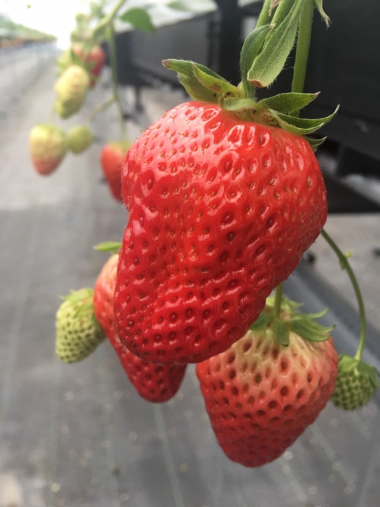 �Ö��Ǝ_���̃o�����X���ǂ��g�ق��؁�