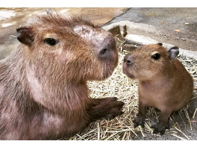 入園チケット 100円引き カピバラと触れ合おう 間近で見れる 実際に触れる 餌やりできる 多数テレビで紹介された体感型動物園 ファミリー カップル 女性に人気 草津熱帯圏 じゃらん遊び体験