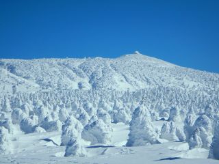 蔵王の樹氷