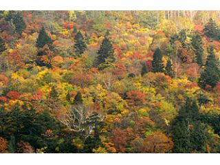 平日限定 道の駅米沢の駅長が選ぶ 一押し置賜の絶景紅葉part1 お部屋休憩 昼ごはん 白布温泉もご堪能 ファミリー 女性 カップルにおすすめ 道の駅 米沢 総合案内所 じゃらん遊び体験