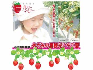 お子様からお年寄りまで楽しんで美味しく頂けるいちご狩り♪