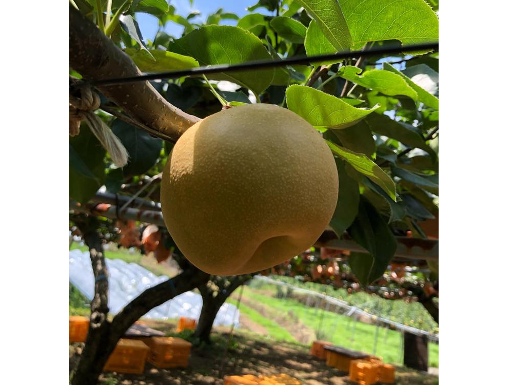 土日＞ ☆8月～9月☆【ぶどう＆梨狩り＊60分食べ放題】旬の2つの果実