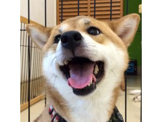 犬 猫カフェ 犬と遊ぶコース 2時間 小型犬から大型犬まで かわいいワンコがたくさん お気に入りのワンコとまったり2時間コース カップル ファミリーにおすすめ 月と太陽 じゃらん遊び体験