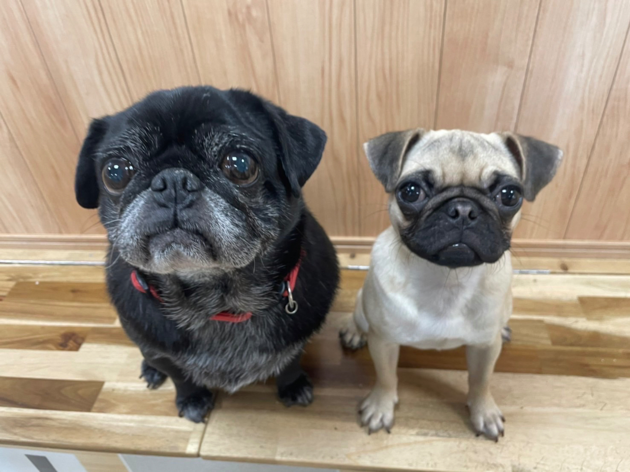 太陽と犬 犬・猫カフェ【 ☆犬と遊ぶコース☆ 90分制・土日祝は60分制