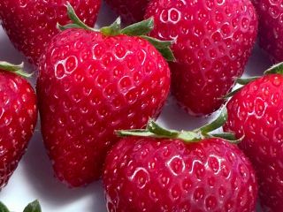 糖度が高い古都華をご賞味ください