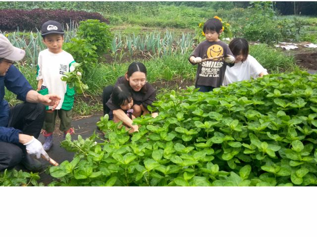 7月8月生葉藍染め体験(葉の収穫)