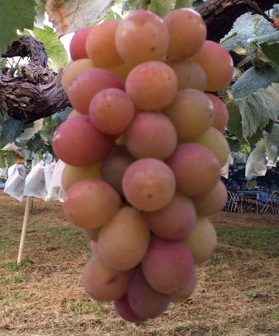 ぶどうバスケットセット （山梨パン工房モンマーロ - 山梨だからぶどう  