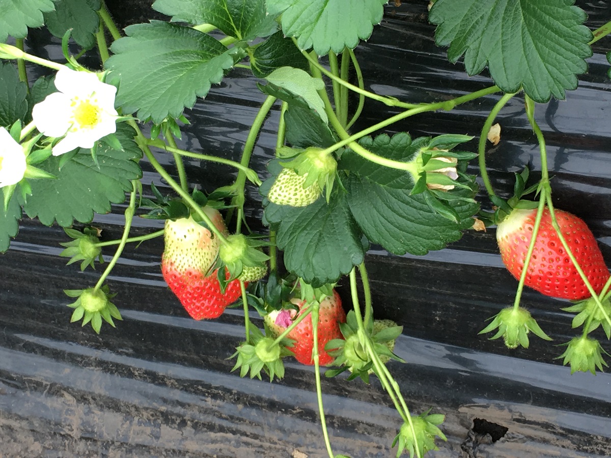 �y�k�͔|�̓��x�̍����������ł���