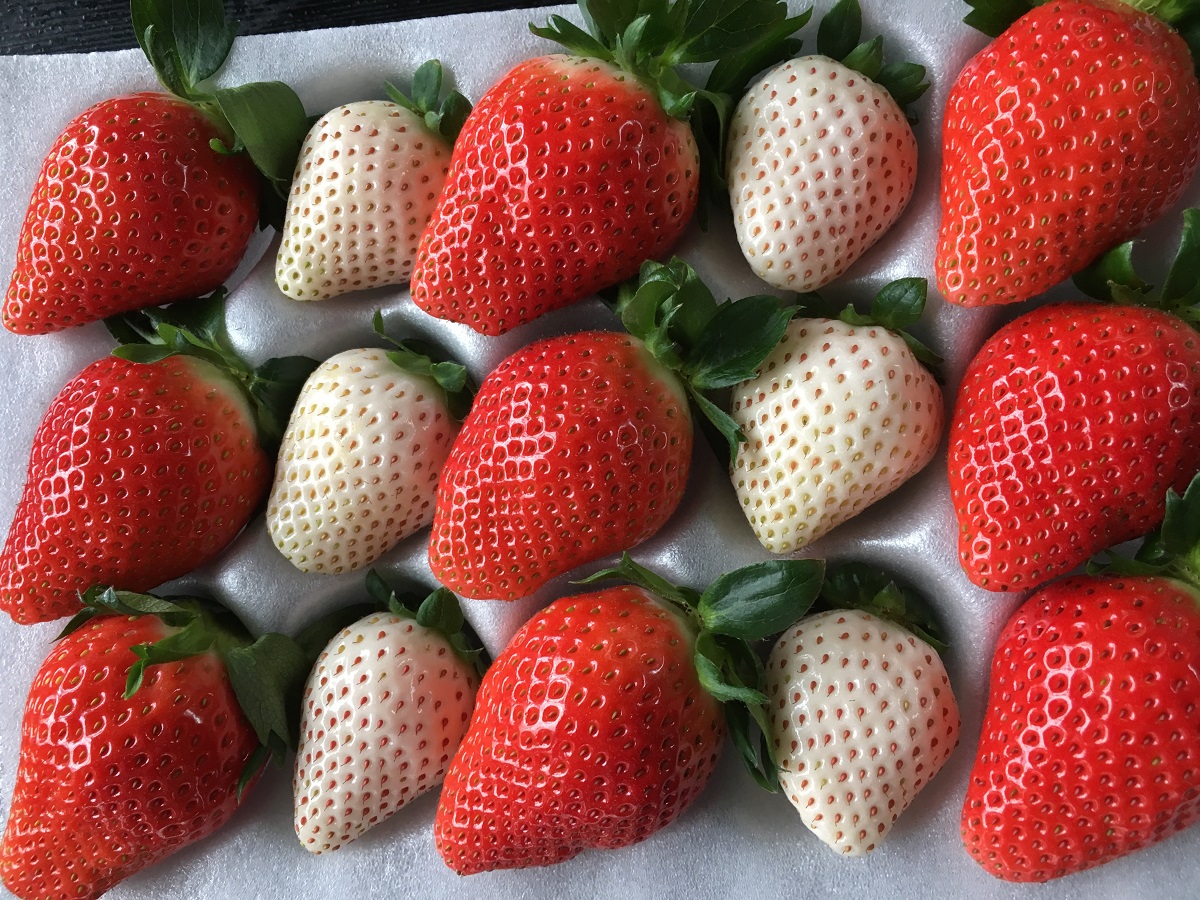 �Ԃ������E���������Ƃ��E�ݎ��܂���