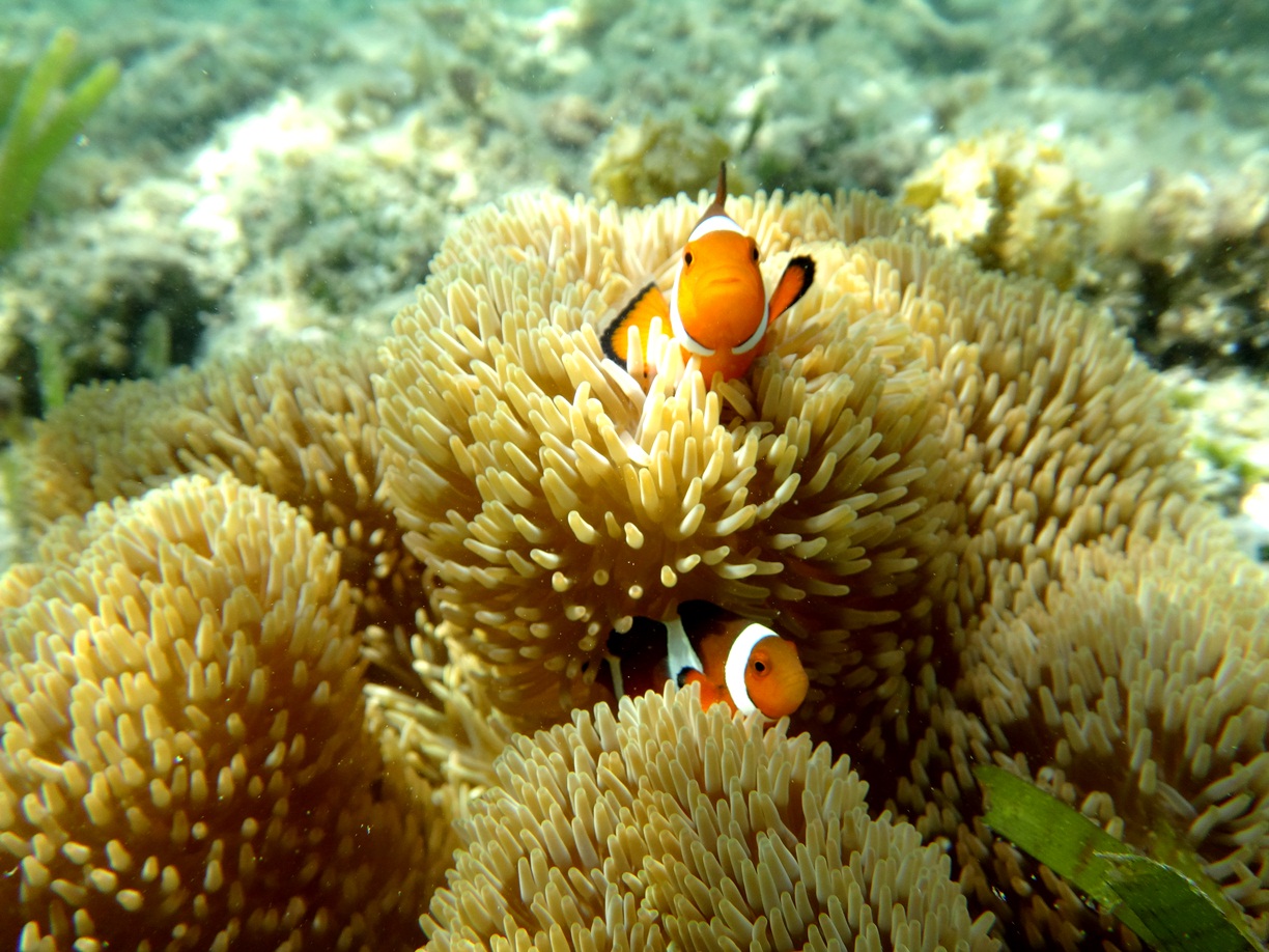 �A�C�����h�G�L�X�p�[�g�@�v�ē��̎ʐ^2