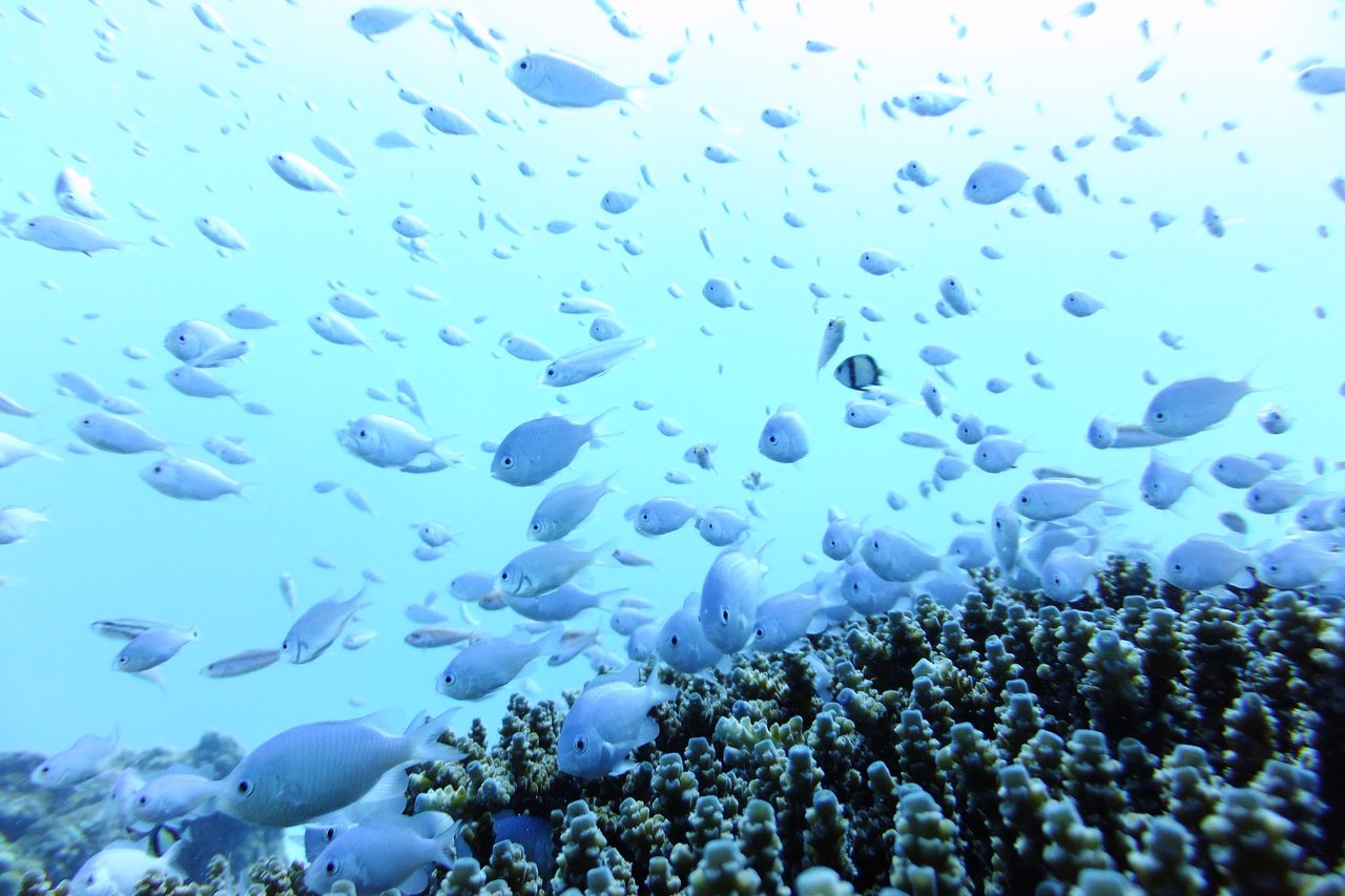 �A�C�����h�G�L�X�p�[�g�@�v�ē��̎ʐ^4