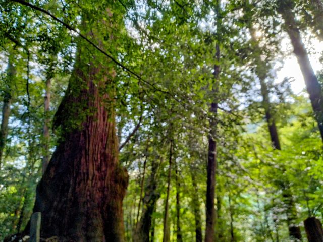樹齢800年の熊野神社の大杉