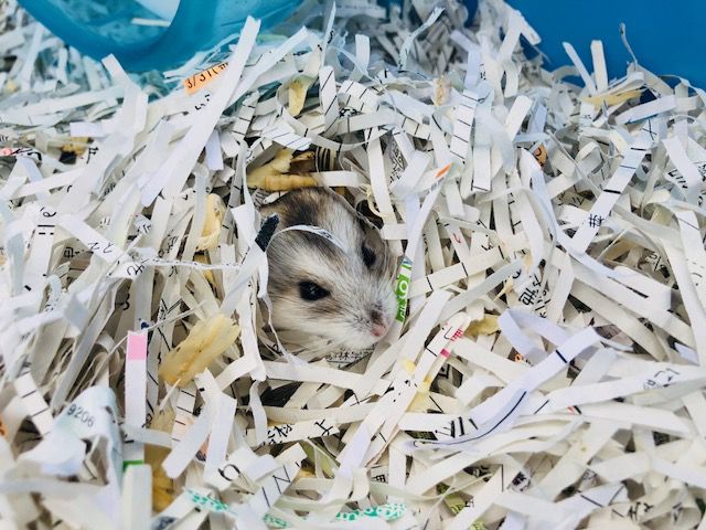 花いちもんめのアイドル★ハムスターです♪