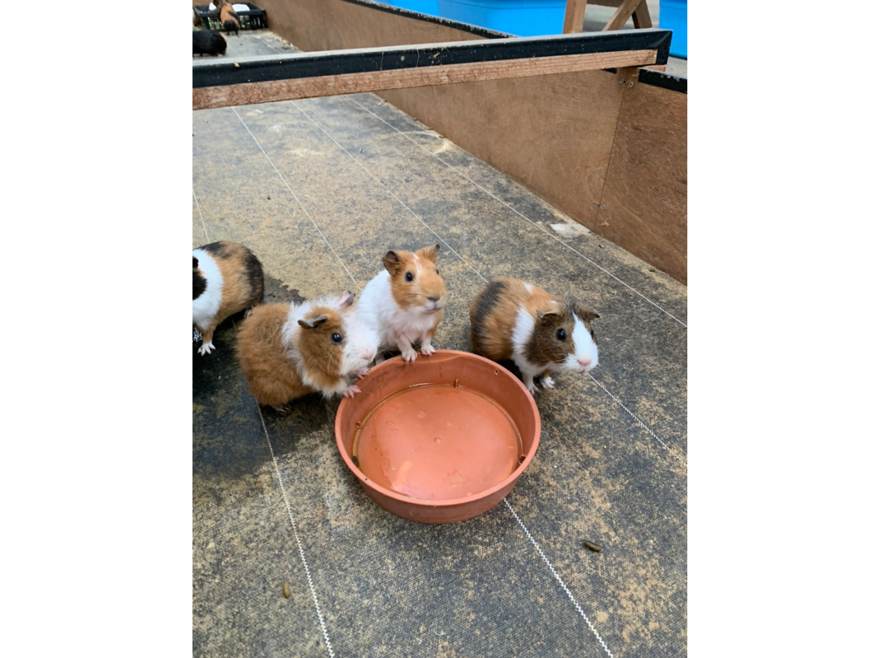 モルモットがお出迎え♪