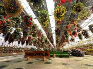 花いちもんめのベゴニア園の入園チケットです♪クーポンを使用してお得にどうぞ♪