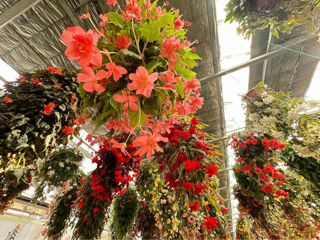 暖かい温室で一年中楽しめます♪