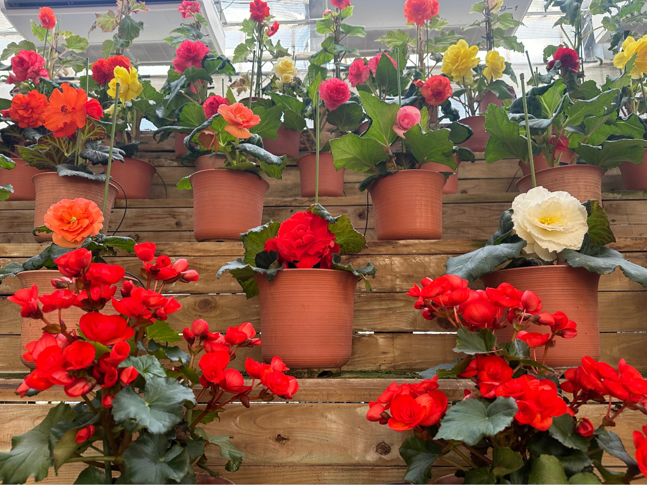 色とりどりの花たちがあなたをお待ちしております♪