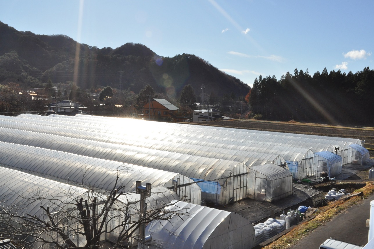 日光の大自然の中でスクスク育ったいちごです★