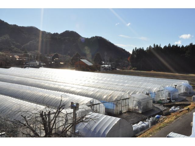 日光の大自然の中でスクスク育ったいちごです★