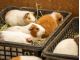 動物ふれあい、えさやりもできます!