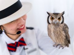 東京の動物カフェランキングtop10 じゃらんnet