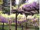 萬葉植物園(見頃は4月下旬〜5月初旬)※開花時期は、気候等により変動します