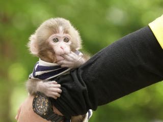 平日 直前予約ok おさるランド入園券プラン おさるのエンターテインメント 劇場ステージも観覧ok 定期開催時間あり ファミリー 女性 カップルに人気 コロナ対策実施中 日光さる軍団 じゃらん遊び体験 平日 直前予約ok おさるランド入園券プラン おさるのエンターテインメント 劇場ステージも観覧ok 定期開催時間あり ファミリー 女性 カップルに人気 コロナ対策実施中 日光さる軍団 じゃらん遊び体験
