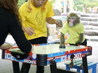 平日 直前予約ok おさるランド入園券プラン おさるのエンターテインメント 劇場ステージも観覧ok 定期開催時間あり ファミリー 女性 カップルに人気 コロナ対策実施中 日光さる軍団 じゃらん遊び体験