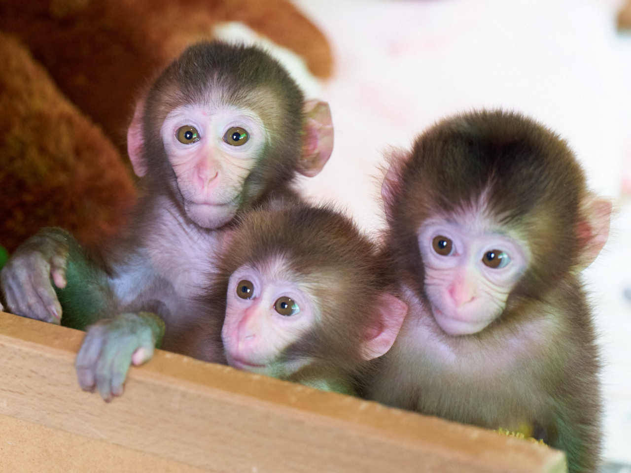 栃木県・日光市】【土日祝☆入場券】【最大300円割引！】おさるさん達