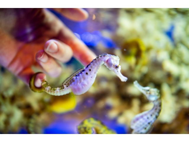 おすすめは良縁・夫婦円満・子宝のシンボルとして、海の守り神として信仰されているタツノオトシゴ