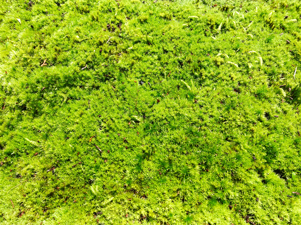 �O�d�����̞w�тň�����ۂ��g�p���Ă��܂��B