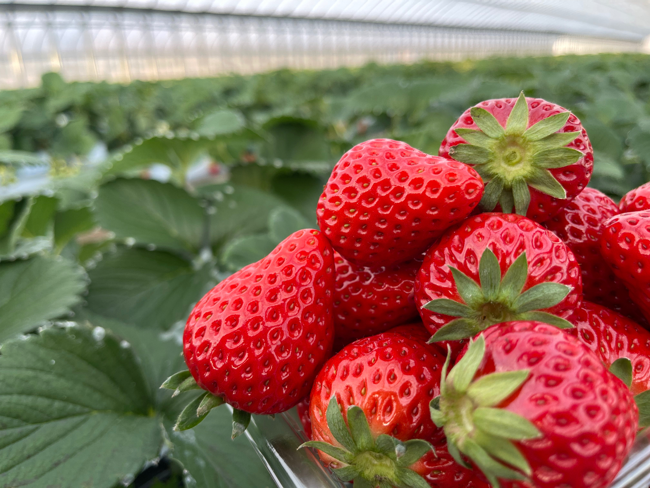 2025【＊いちご摘み取り体験｜入園料プラン＊】＜量り売り＞新鮮いちご