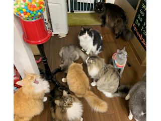 彦根駅から車で10分 貸切形式ねこカフェ 60分コース ポップコーン付き カップルやおひとり様もおススメ ね湖屋 Lab じゃらん遊び体験 彦根駅から車で10分 貸切形式ねこカフェ 60分コース ポップコーン付き カップルやおひとり様もおススメ ね湖屋 Lab じゃらん遊び体験