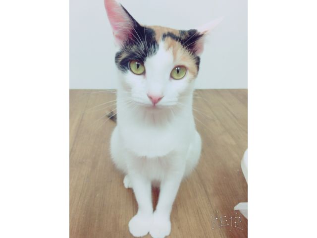 保護猫カフェ 90分 約30匹のかわいい猫達とたっぷり遊んで癒される時間 ワンドリンク付 保護ネコカフェhappycat じゃらん遊び体験 保護猫カフェ 90分 約30匹のかわいい猫達とたっぷり遊んで癒される時間 ワンドリンク付 保護ネコカフェhappycat じゃらん遊び体験