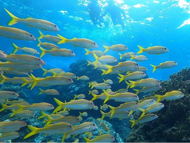 奄美大島 加計呂麻島 いざ 外洋へ 1年に数回だけ行ける幻のポイントへ スペシャルコース 海遊びのminami じゃらん遊び体験 奄美大島 加計呂麻島 いざ 外洋へ 1年に数回だけ行ける幻のポイントへ スペシャルコース 海遊びのminami じゃらん遊び体験