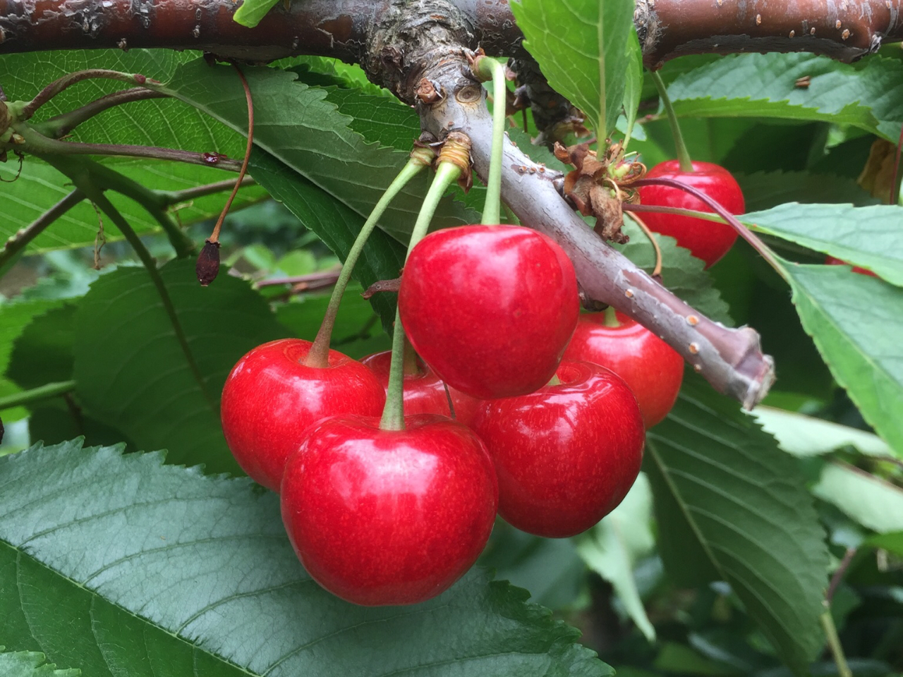 【2026年開催予定!】【お持ち帰り200g付!】『時間無制限』さくらんぼ食べ放...