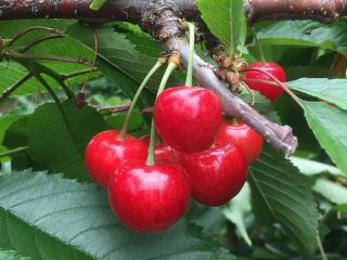 真っ赤なあまーいさくらんぼをお楽しみください♪