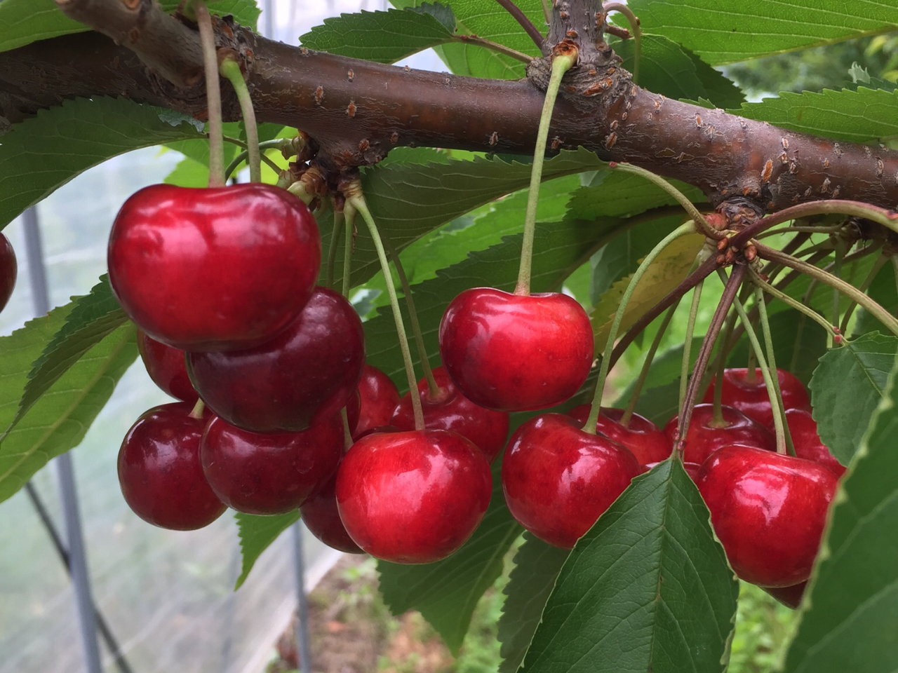 LxȎނ̂ڂ̐HהׂĂ݂Ă