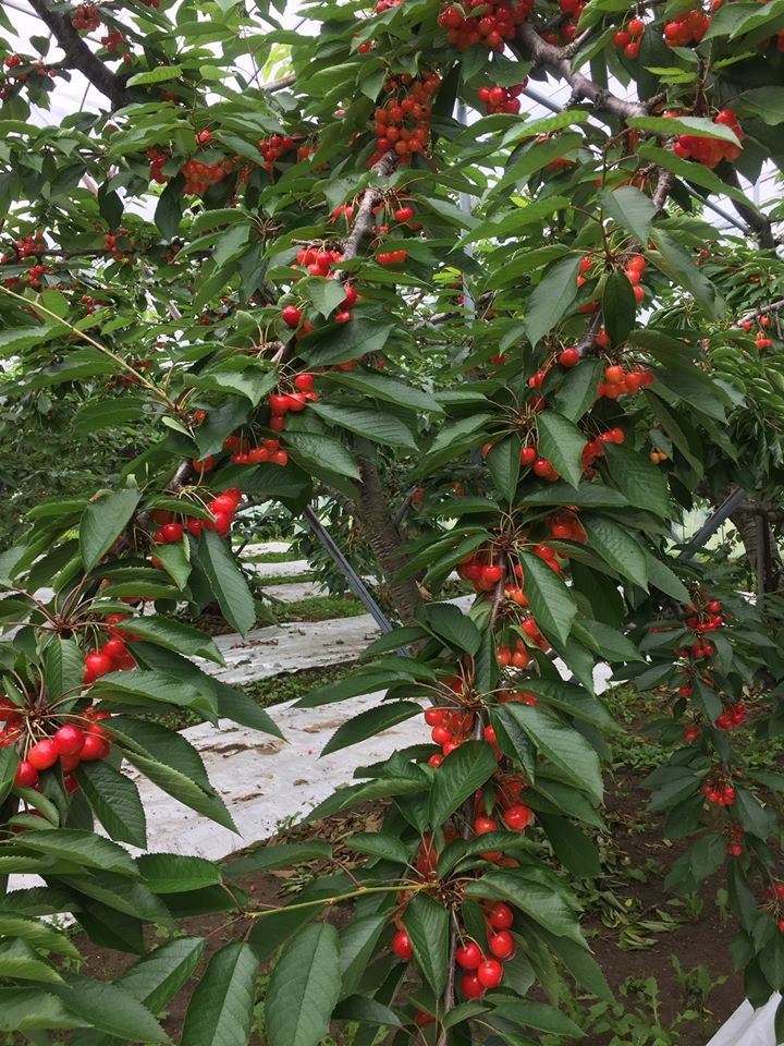 1.8ha̔_ɁAɎڂ̖؂I