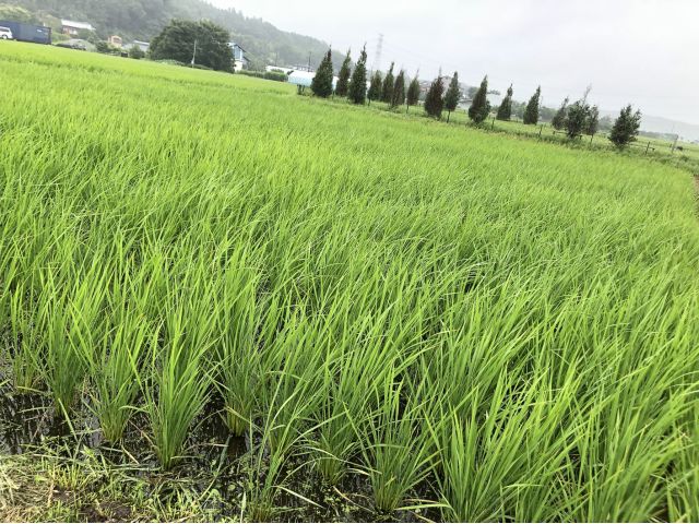 田植えの準備