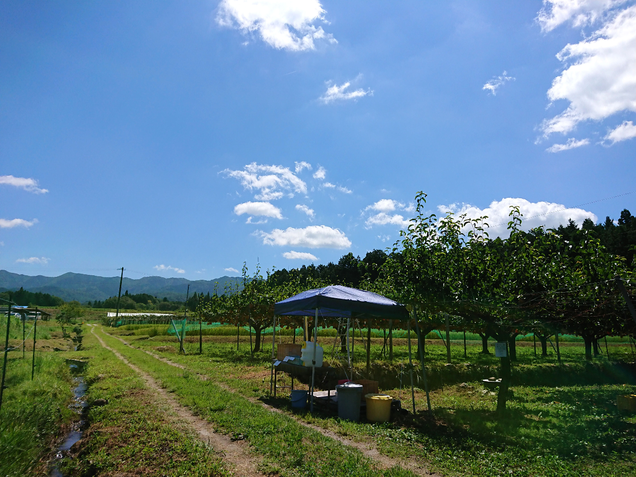 豊楽園は広々とした里山の景観が魅力♪甘〜いりんごを味わいつつ、のんびりお過ごしください。(写真は梨畑)