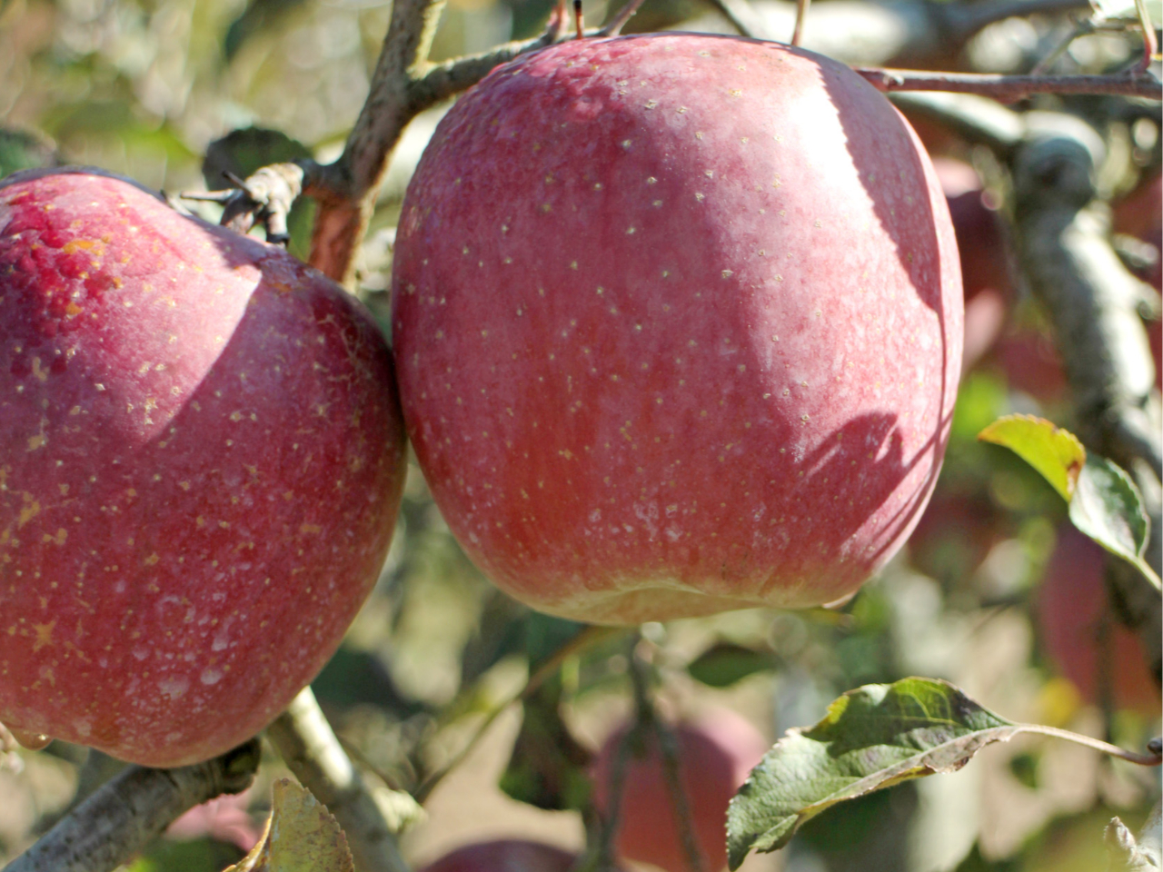 たわわに実った中からおいしそうなりんごを見つけて、もぎ採ってみましょう♪