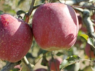 たわわに実った中からおいしそうなりんごを見つけて、もぎ採ってみましょう♪