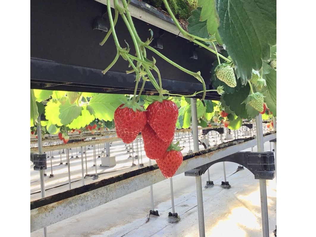 \\♪静岡焼津いちご狩り♪//【4/13~5/10】40分間食べ放題◆日本随一の...
