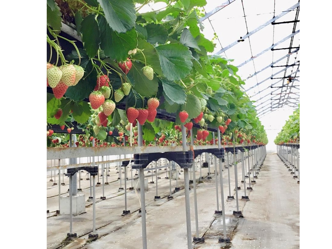 バリアフリーのため、車いすの方やベビーカーの方でも安心してご利用いただけます。土に触れないため、服などの汚れの心配はありません。