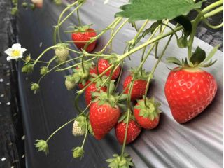 8?9品種の苺を食べ比べ♪お気に入りのいちごを見つけて下さい!