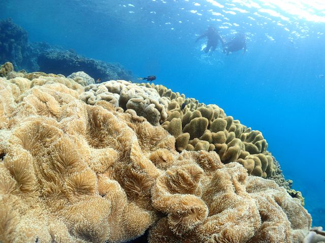初めての方 お子様も大歓迎 沖縄 中部 北谷 サンゴの楽園でシュノーケリング体験 1グループ様貸切開催 専属インストラクター付 無料で高画質水中カメラでの写真 動画プレゼント 送迎可 Sunny Days じゃらん遊び体験 初めての方 お子様も大歓迎 沖縄 中部 北谷 サンゴの楽園でシュノーケリング体験 1グループ様貸切開催 専属インストラクター付 無料で高画質水中カメラでの写真 動画プレゼント 送迎可 Sunny Days じゃらん遊び体験